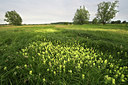 BUITEN BEELD Foto: 50700