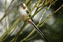 BUITEN BEELD Foto: 50729
