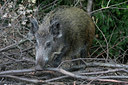 BUITEN BEELD Foto: 50731