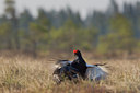 BUITEN BEELD Foto: 50785