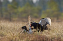 BUITEN BEELD Foto: 50786