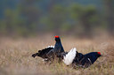 BUITEN BEELD Foto: 50794