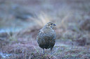 BUITEN BEELD Foto: 50801