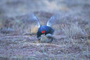 BUITEN BEELD Foto: 50804