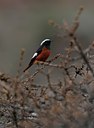 BUITEN BEELD Foto: 50825