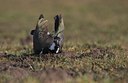BUITEN BEELD Foto: 50863