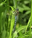 BUITEN BEELD Foto: 50903