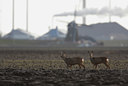 BUITEN BEELD Foto: 50929