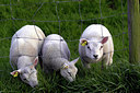 BUITEN BEELD Foto: 50932