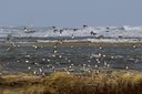 BUITEN BEELD Foto: 51015