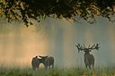 BUITEN BEELD Foto: 51037