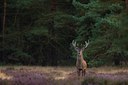 BUITEN BEELD Foto: 51047