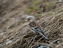 BUITEN BEELD Foto: 51065