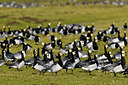 BUITEN BEELD Foto: 51100