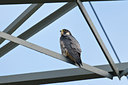 BUITEN BEELD Foto: 51146