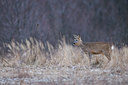BUITEN BEELD Foto: 51169