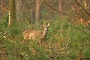 BUITEN BEELD Foto: 51176