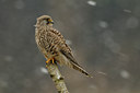 BUITEN BEELD Foto: 51245