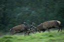 BUITEN BEELD Foto: 51316