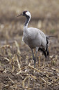 BUITEN BEELD Foto: 51321