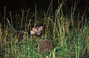 BUITEN BEELD Foto: 51331