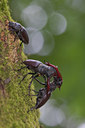 BUITEN BEELD Foto: 51374