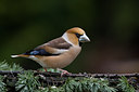 BUITEN BEELD Foto: 51468