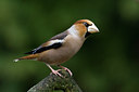 BUITEN BEELD Foto: 51502