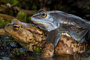 BUITEN BEELD Foto: 51529