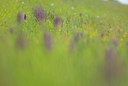 BUITEN BEELD Foto: 51558