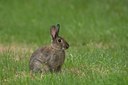 BUITEN BEELD Foto: 51567