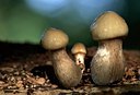 BUITEN BEELD Foto: 51582