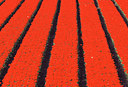 BUITEN BEELD Foto: 51585