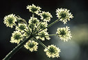 BUITEN BEELD Foto: 51597