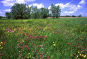 BUITEN BEELD Foto: 51609