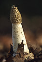 BUITEN BEELD Foto: 51616