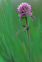 BUITEN BEELD Foto: 51618