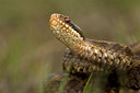 BUITEN BEELD Foto: 51688