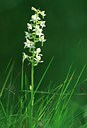 BUITEN BEELD Foto: 51695