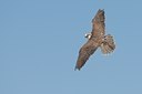 BUITEN BEELD Foto: 51729