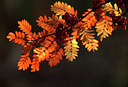 BUITEN BEELD Foto: 51734
