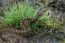 BUITEN BEELD Foto: 51759