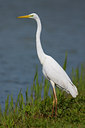 BUITEN BEELD Foto: 51785