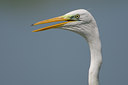 BUITEN BEELD Foto: 51795