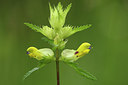 BUITEN BEELD Foto: 51847