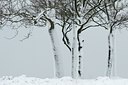BUITEN BEELD Foto: 51890