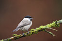 BUITEN BEELD Foto: 52027