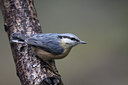 BUITEN BEELD Foto: 52036