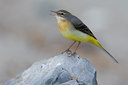 BUITEN BEELD Foto: 52049