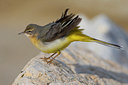 BUITEN BEELD Foto: 52053